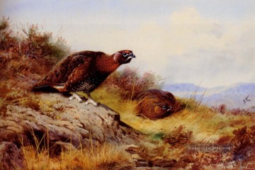 Archibald Thorburn Werke - Red Grouse auf dem Moor Archibald Thorburn Vogel